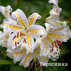 Ауратум Голд Бенд (Auratum Gold Band)-3