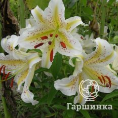 Ауратум Голд Бенд (Auratum Gold Band)-2