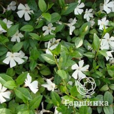 Барвинок малый Альба-4