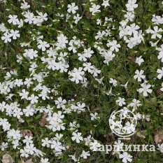 Барвинок малый Альба-3