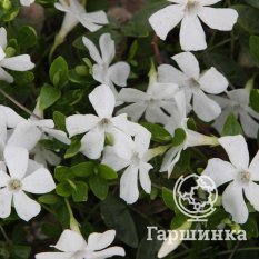 Барвинок малый Альба-2