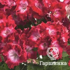 Пеларгония королевская Бермуда Дак Ред-2