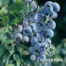 Блуголд (раннеспелый)-2