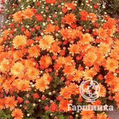 Хризантема Мультифлора Бранбич Оранж (Branbeach Orange)-2