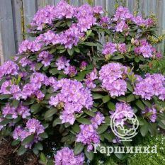 Рододендрон Грандифлорум-2