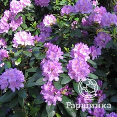 Рододендрон Грандифлорум-3