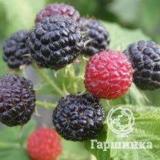 Малина черная Кумберленд-2