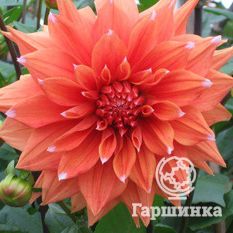 Георгина Колор Спектакль-2