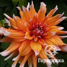 Георгина Колор Спектакль-3