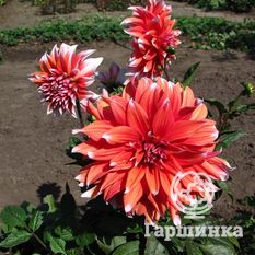 Георгина Колор Спектакль-4