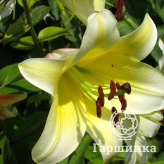 Конка Д’ор (Conca D'Or)-3