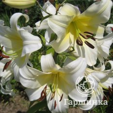 Конка Д’ор (Conca D'Or)-2