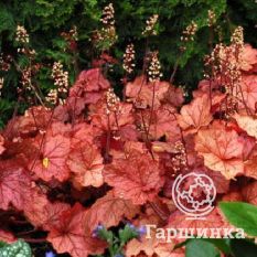 Джинжер Пич-3