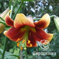 Дебби (Debby)-4