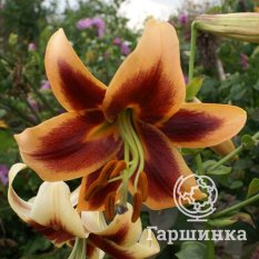 Дебби (Debby)-3