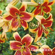 Дебби (Debby)-2