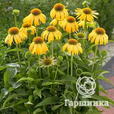 Харвест Мун-4