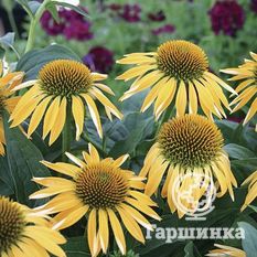 Харвест Мун-3