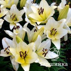 Эрколано (Ercolano)-2