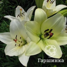 Эрколано (Ercolano)-3