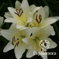 Эрколано (Ercolano)-4