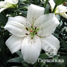 Элайнер (Eyeliner)-4