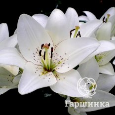 Элайнер (Eyeliner)-2