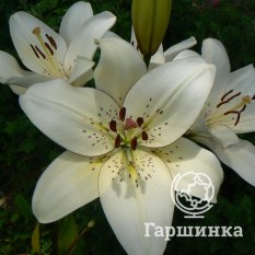 Элайнер (Eyeliner)-3