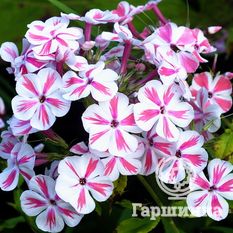 Флокс метельчатый Твистер (Twister)-2