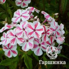 Флокс метельчатый Твистер (Twister)-3