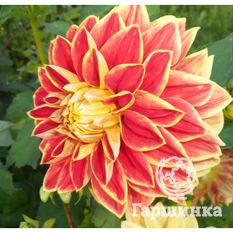 Георгина Максим-4