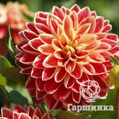 Георгина Максим-3