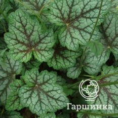 Далс Страйн-2