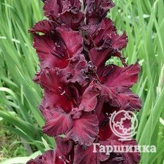 Таинство ночи -3