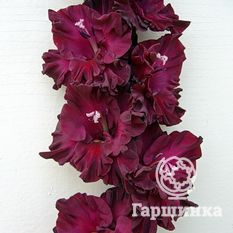 Таинство ночи -4