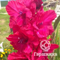 Гладиолус Возрождение-2