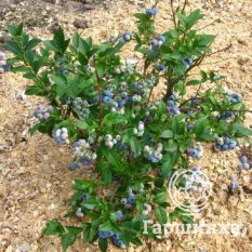 Блюкроп (среднеспелый)-2