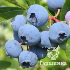 Блюкроп (среднеспелый)-3