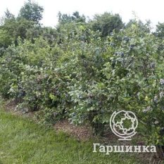 Блюкроп (среднеспелый)-4