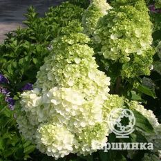 Мэджикал Мунлайт-2