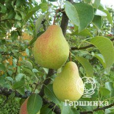 Груша Скороспелка из Мичуринска-2