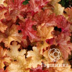 Джинжер Пич-4