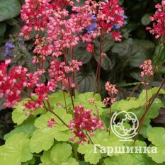 Литтл Кьюти Свит Тарт-3