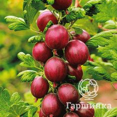 Финский красный -4