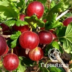 Финский красный -3