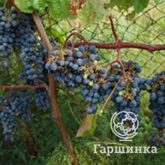 Амурский прорыв-2