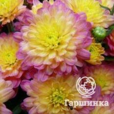 Хризантема Мультифлора Жаклин Пич (Jacqueline Peach)-2