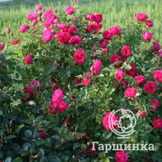 Роза Джон Франклин канадская парковая-2