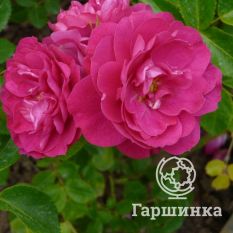 Роза Джон Франклин канадская парковая-4