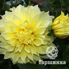 Георгина Кельвин Флудлайт декоративная-2